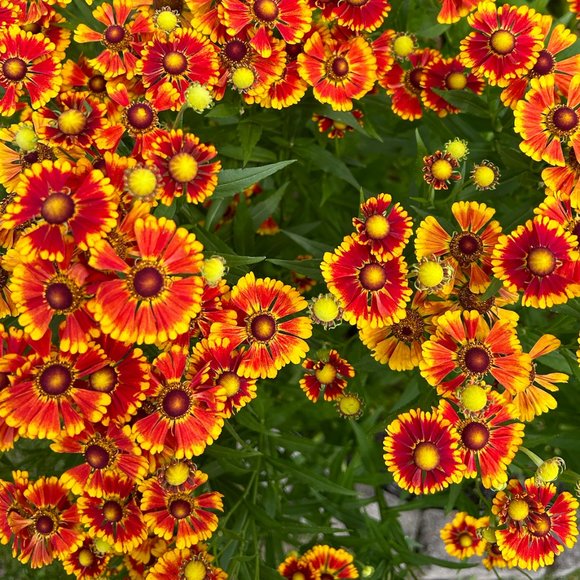 Hi there! I'm Julia - Picture 1 of 1